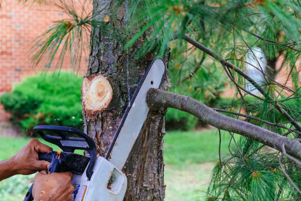 Residential Tree Removal